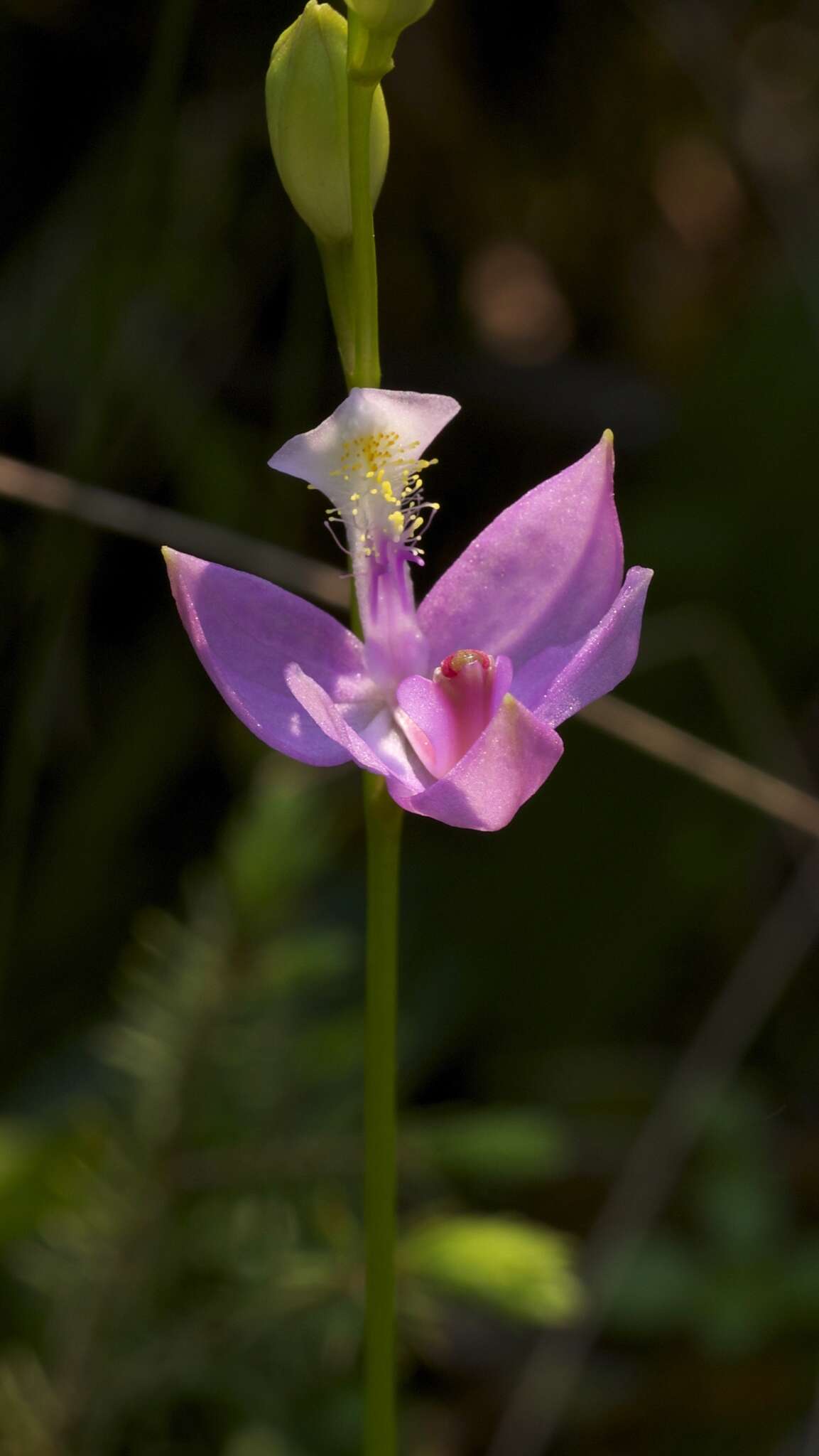 Calopogon tuberosus (L.) Britton, Sterns & Poggenb.的圖片