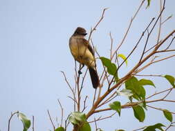 Image of Short-crested Flycatcher