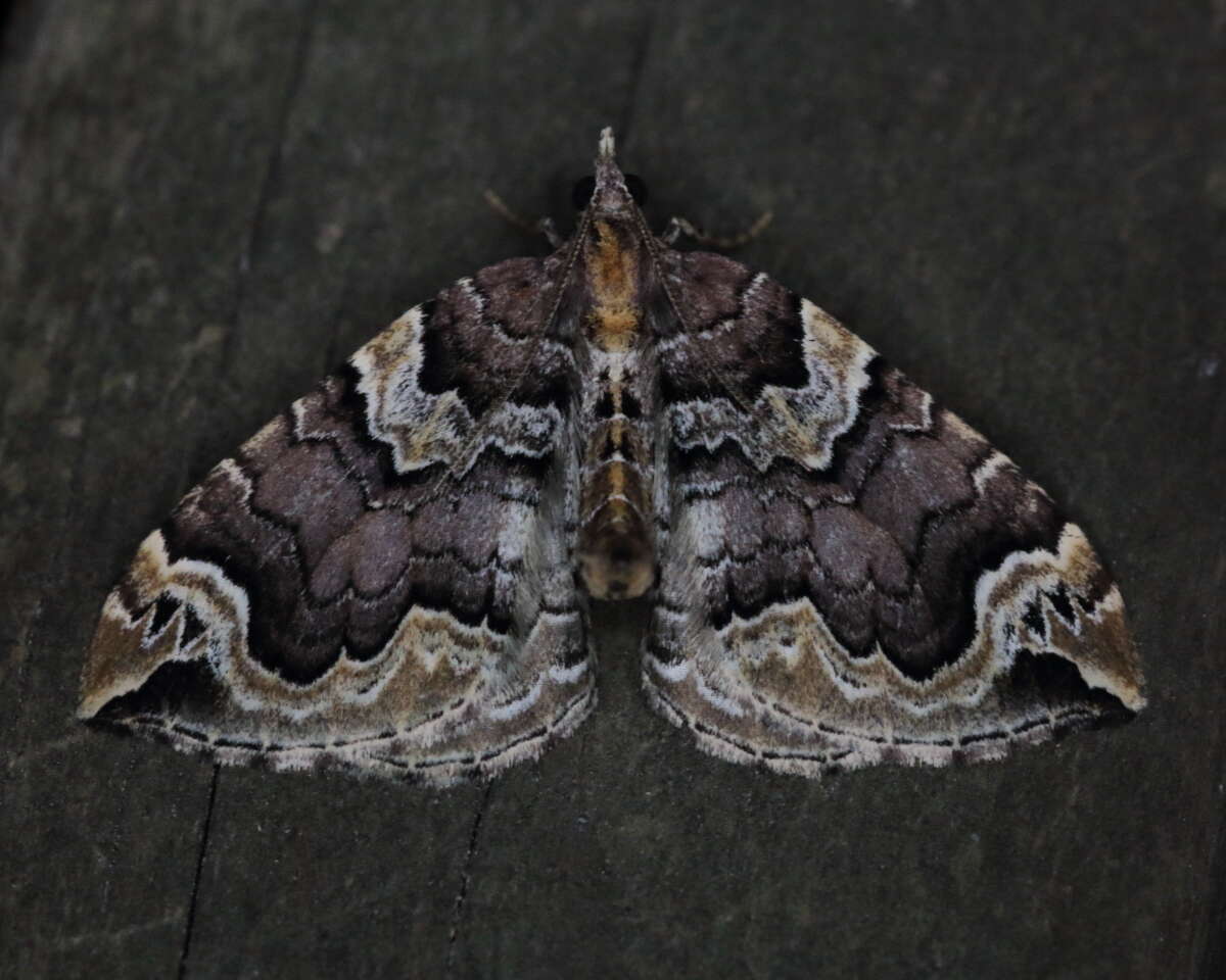 Image of Eulithis serrataria Barnes & McDunnough 1917