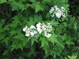 Viburnum opulus var. americanum (P. Mill.) Ait. resmi