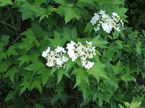 Image de Viburnum opulus var. americanum (P. Mill.) Ait.