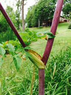 صورة Angelica atropurpurea L.