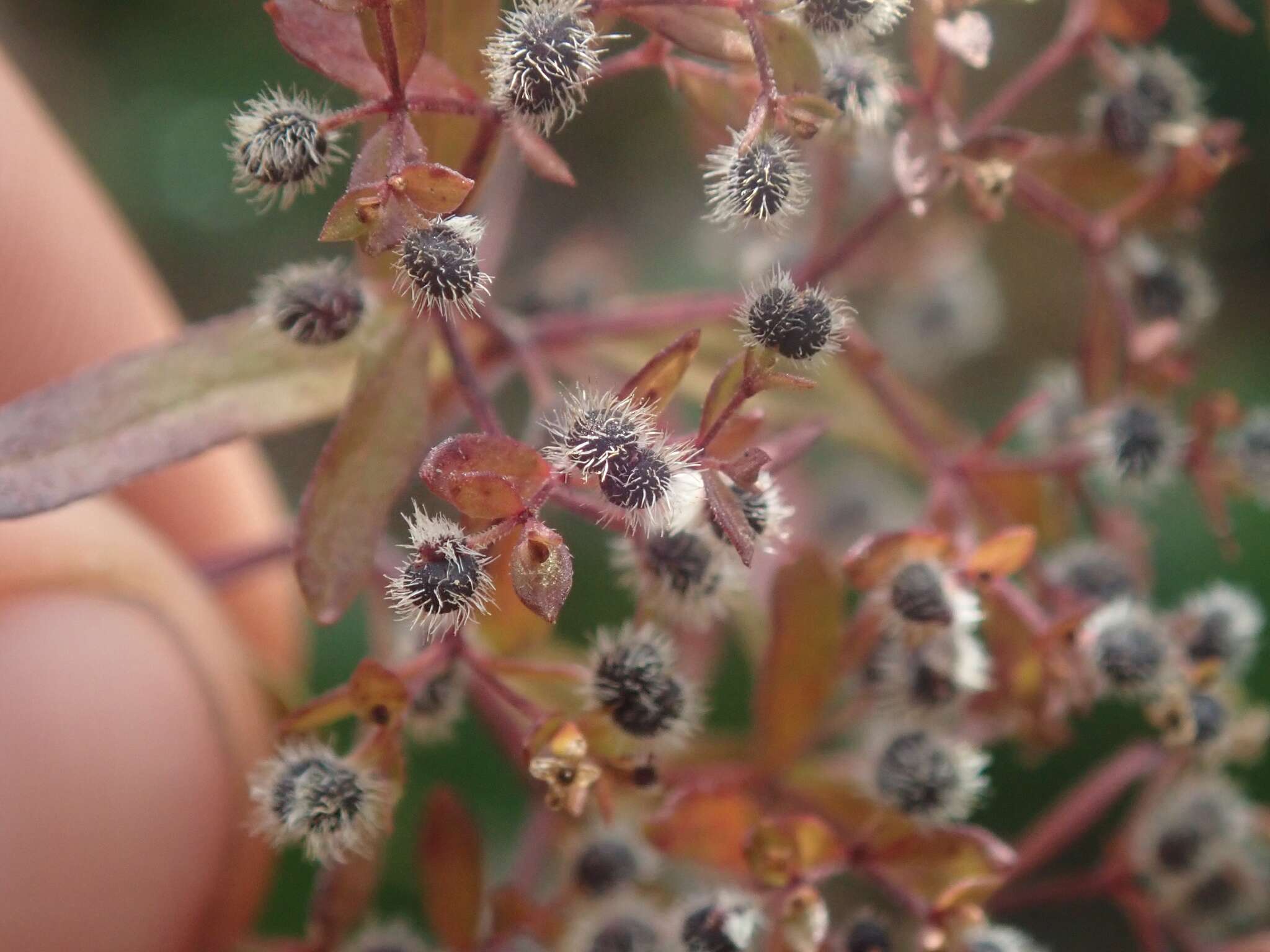 Image of Santa Catalina Island bedstraw