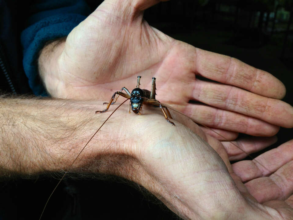 Image of Auckland tree weta