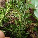 Image of Kauai Fir-Moss