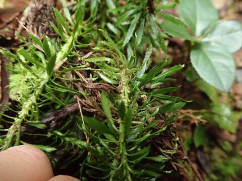 Image of Kauai Fir-Moss