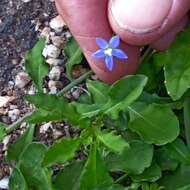 صورة Wahlenbergia gracilis (G. Forst.) A. DC.