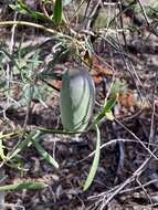 صورة Leichhardtia australis R. Br.