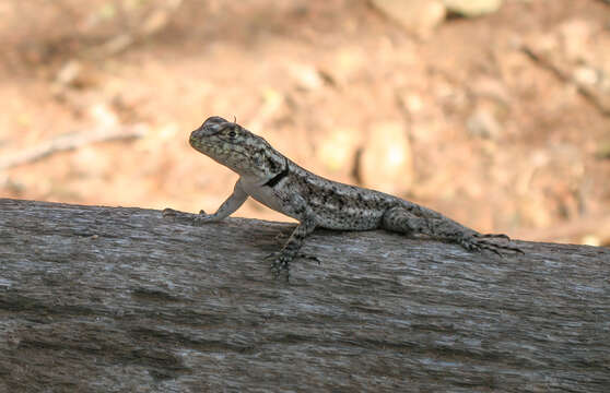 Image of Tropidurus guarani Alvarez, Cei & Scolaro 1994