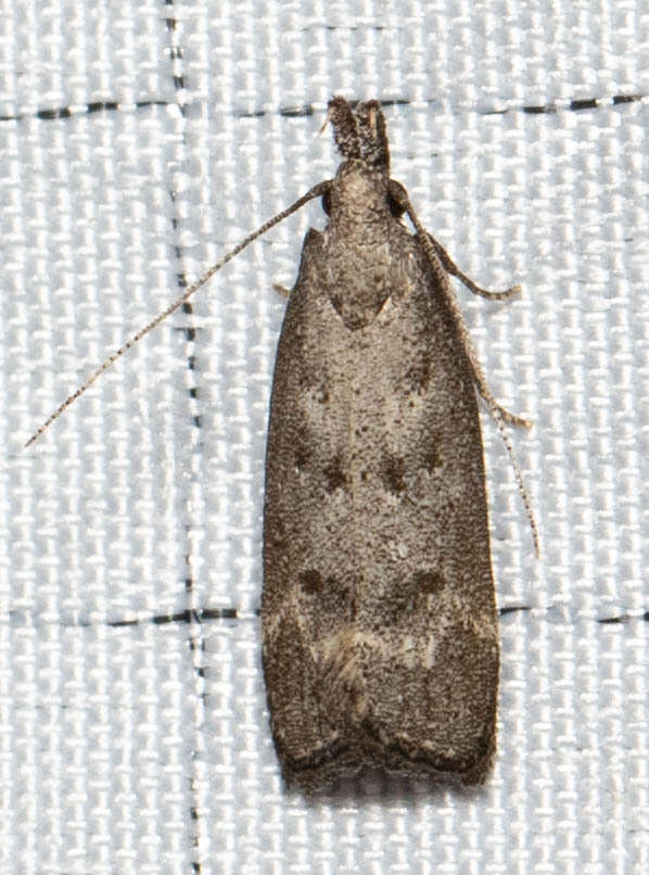 Image of Dichomeris inversella Zeller 1873