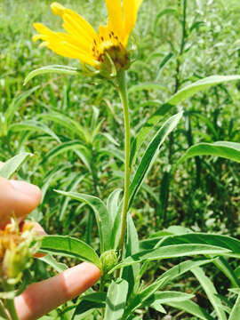 Image of Maximilian sunflower