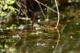 Image of Sympetrum speciosum Oguma 1915