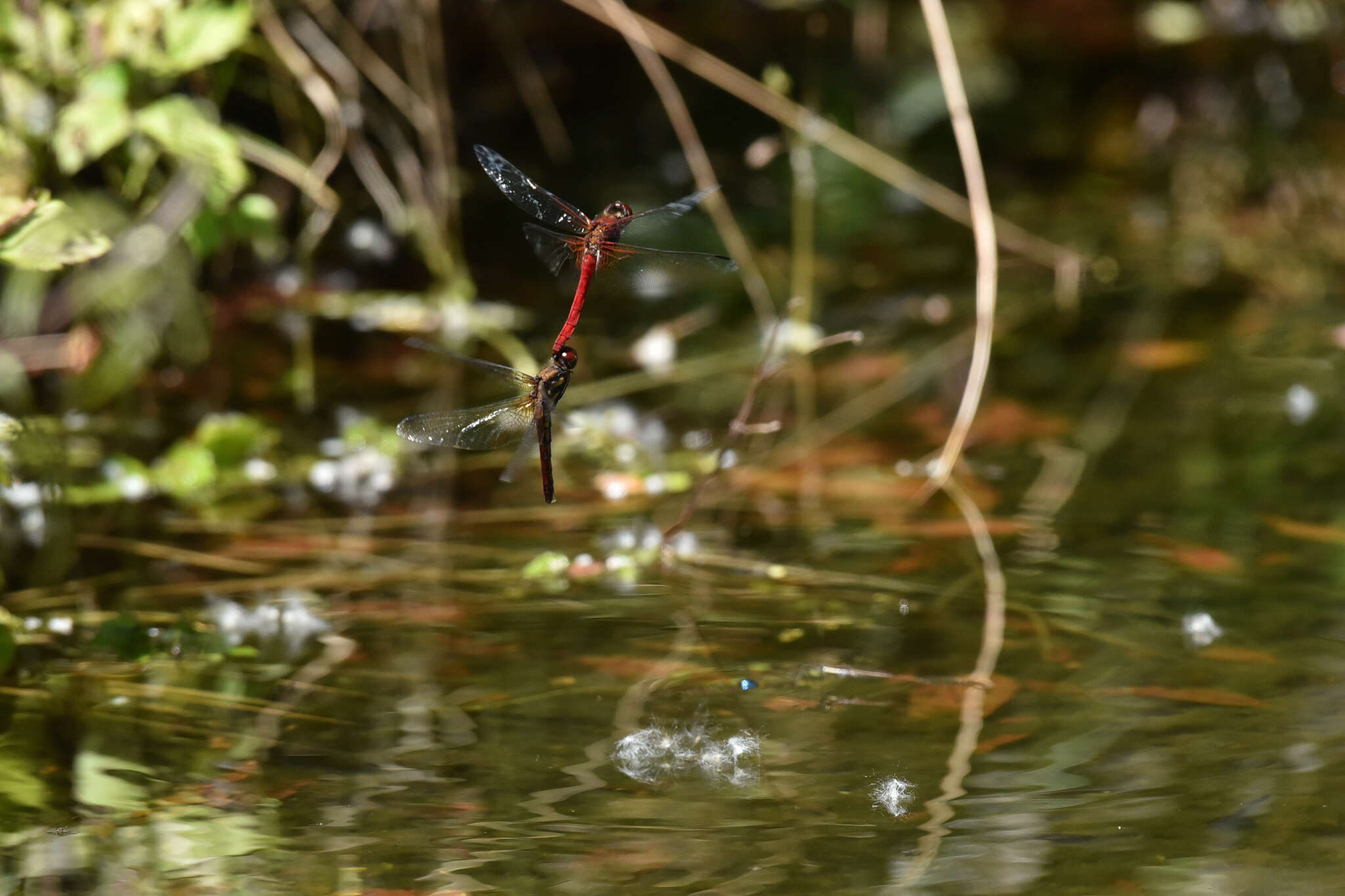 Image of Sympetrum speciosum Oguma 1915