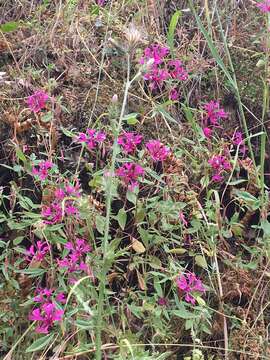 Plancia ëd Clarkia concinna subsp. concinna