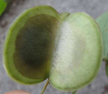 Dioscorea caucasica Lipsky的圖片