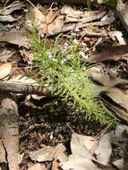 Sivun Stylidium adnatum R. Br. kuva