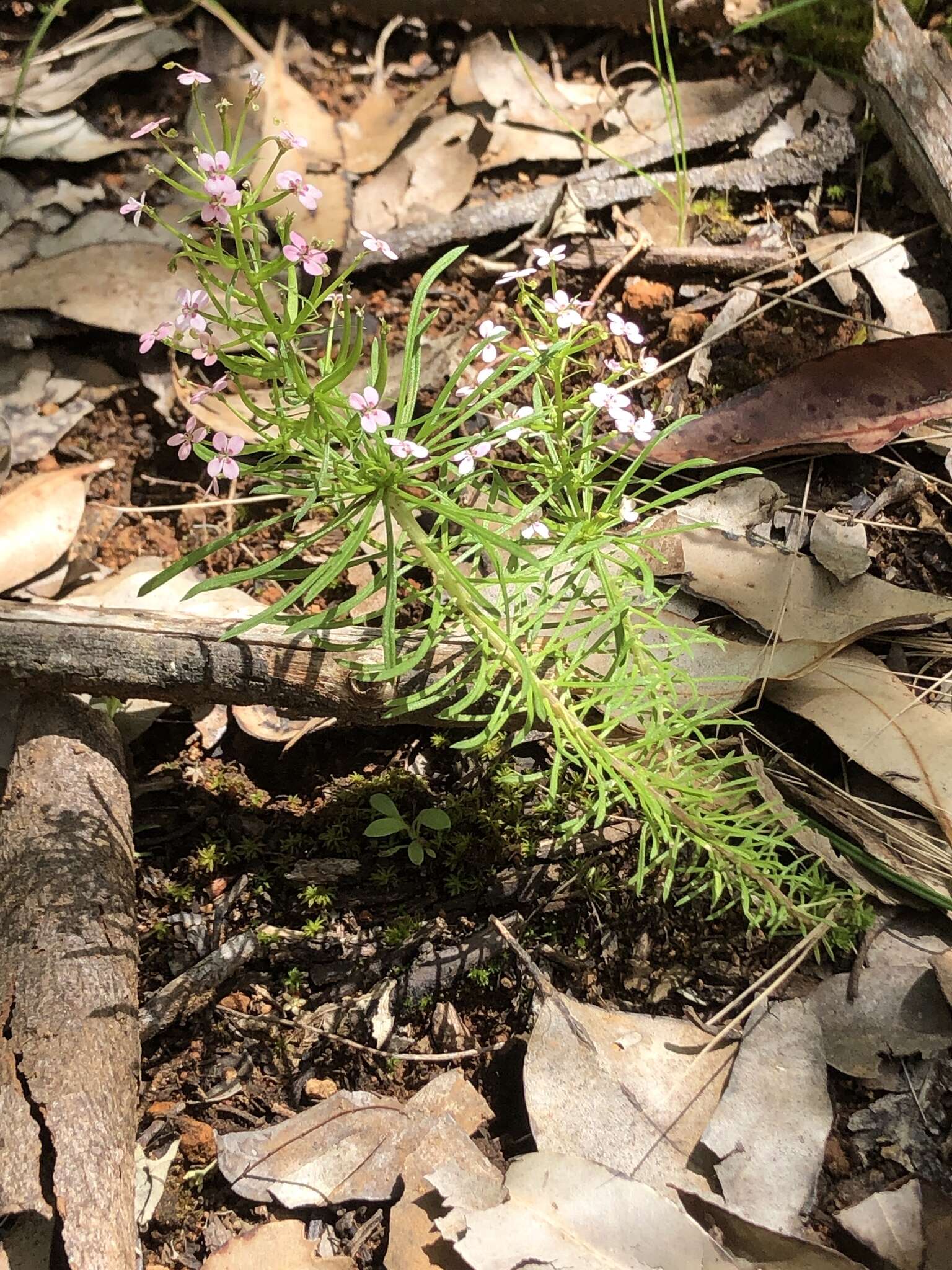 Sivun Stylidium adnatum R. Br. kuva