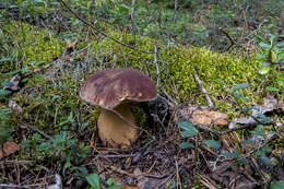 Image of Boletus pinophilus Pilát & Dermek 1973