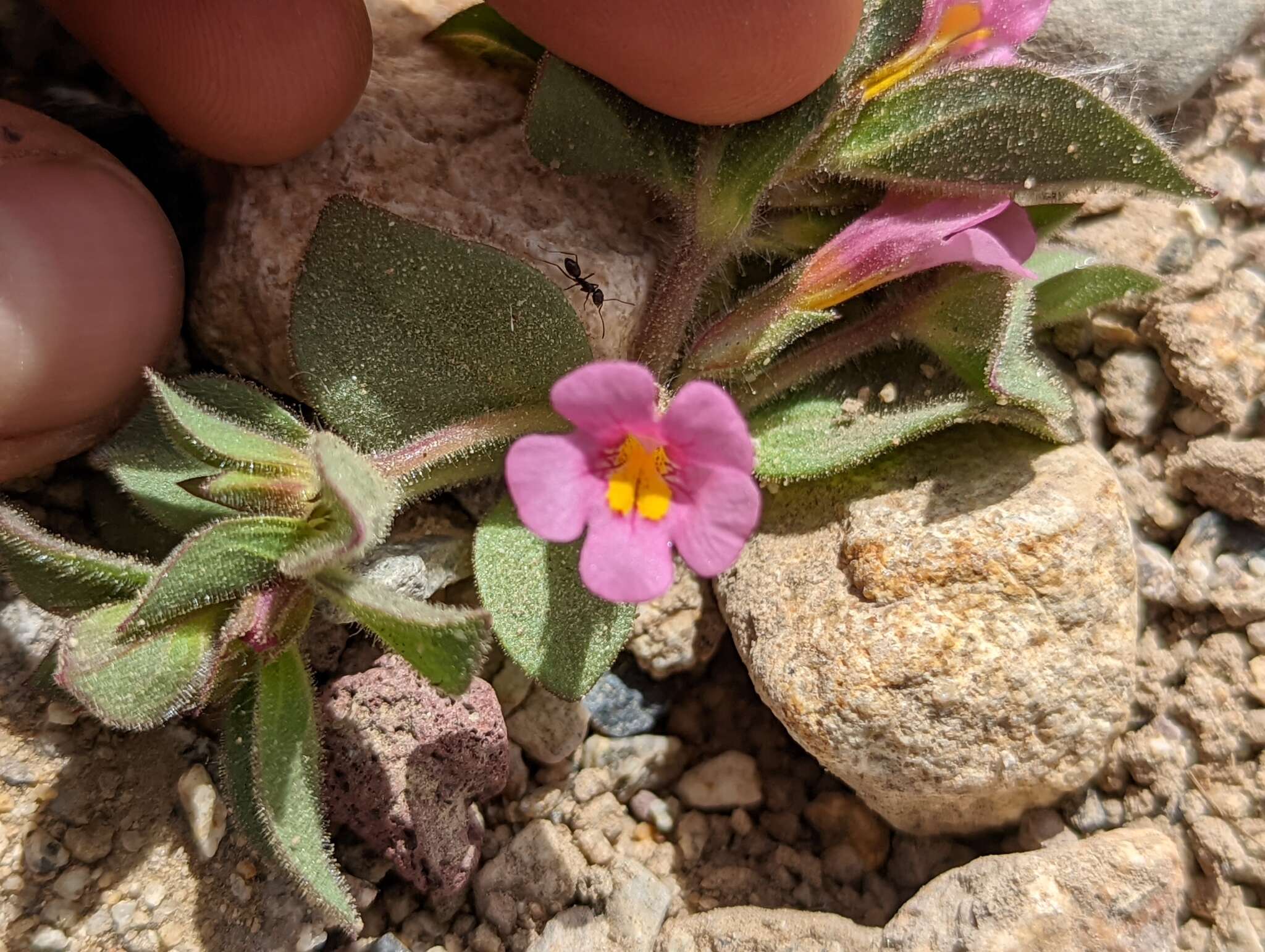 Image of compact monkeyflower