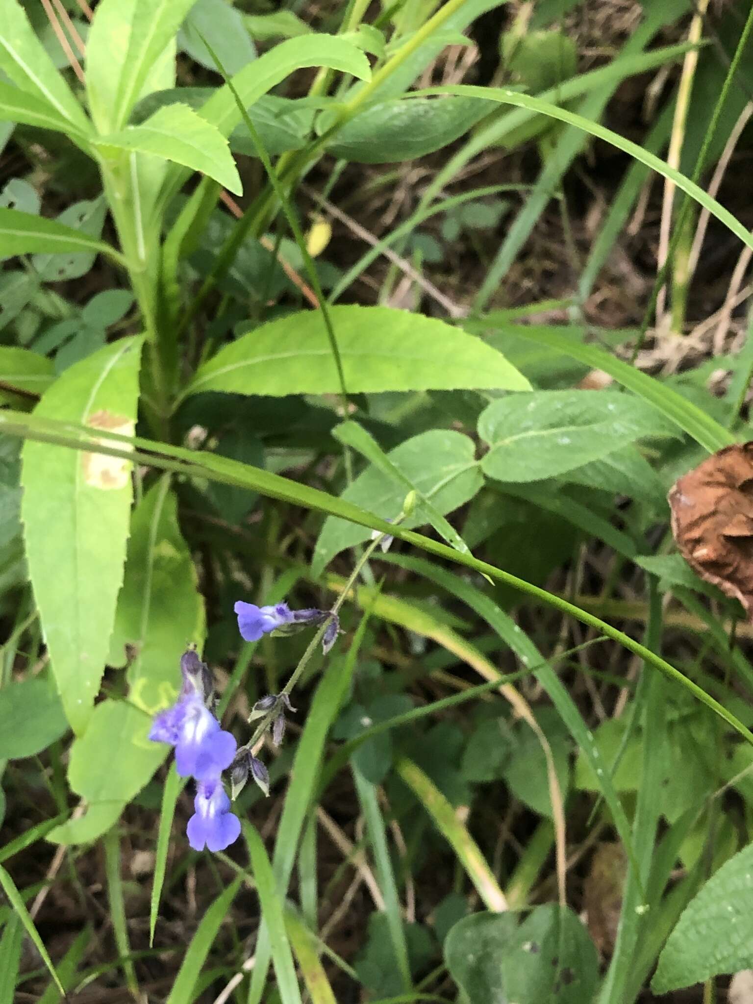 Image of Salvia ramamoorthyana Espejo