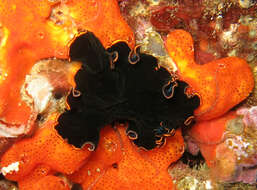 Image of red-rim flatworm