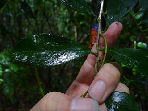 Image of Ilex uraiensis Yamam.