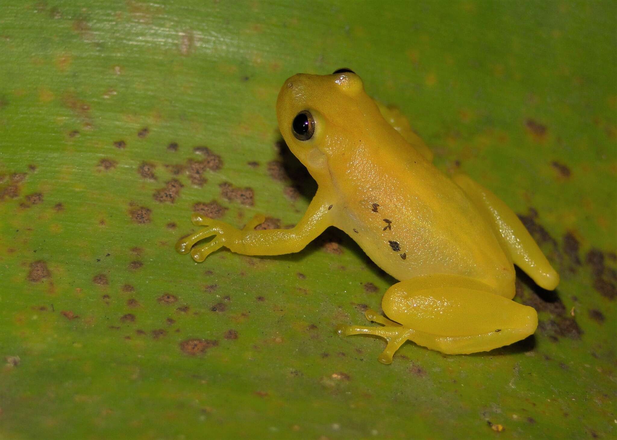 Image of Phyllodytes edelmoi Peixoto, Caramaschi & Freire 2003