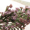 Image of Erica flexistyla E. G. H. Oliver