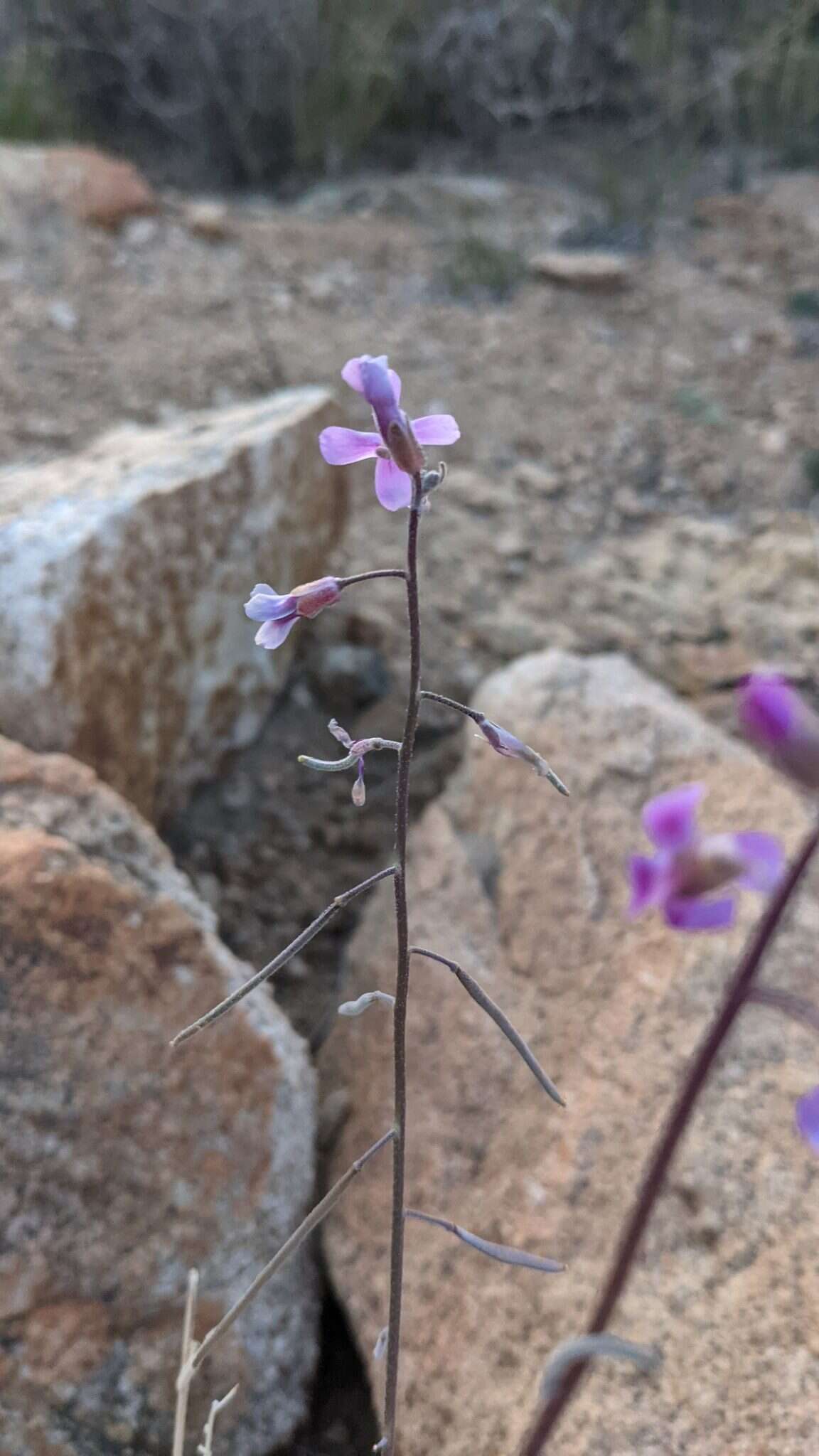 Image of beautiful rockcress