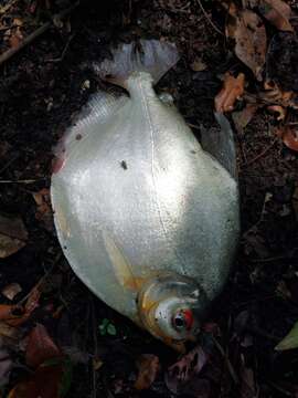 Image of Silver Dollar fish