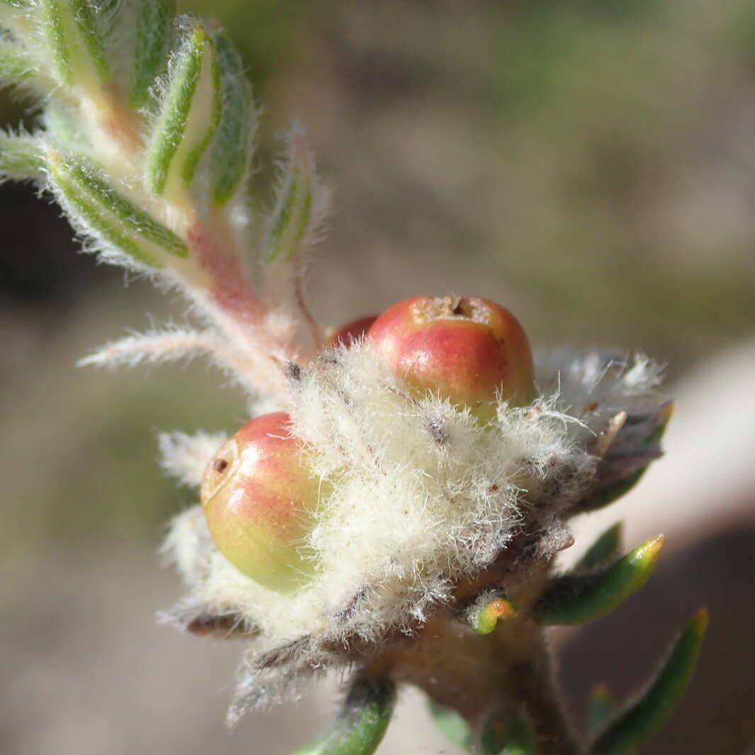 Image of Phylica propinqua Sond.