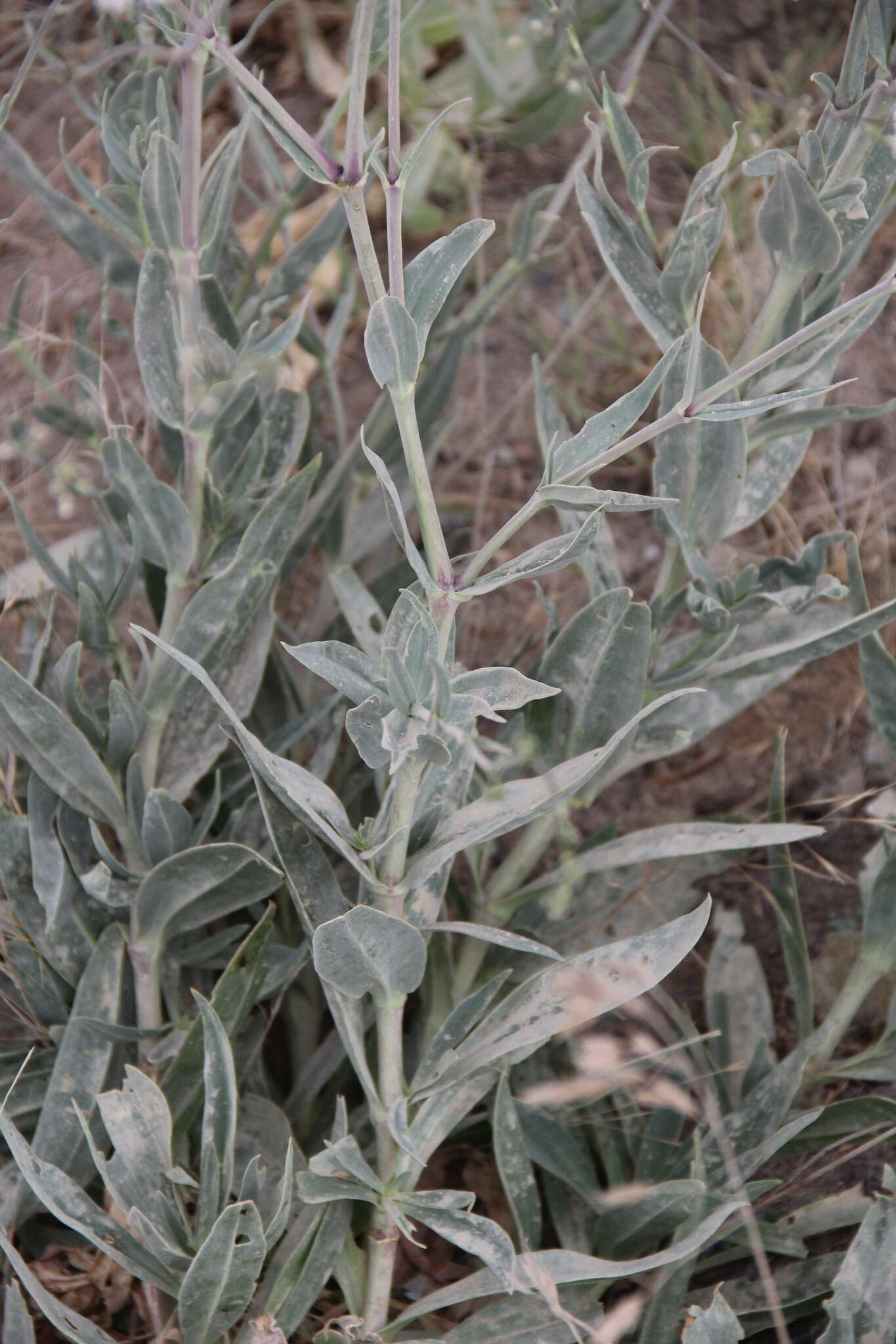 Image of garden baby's-breath