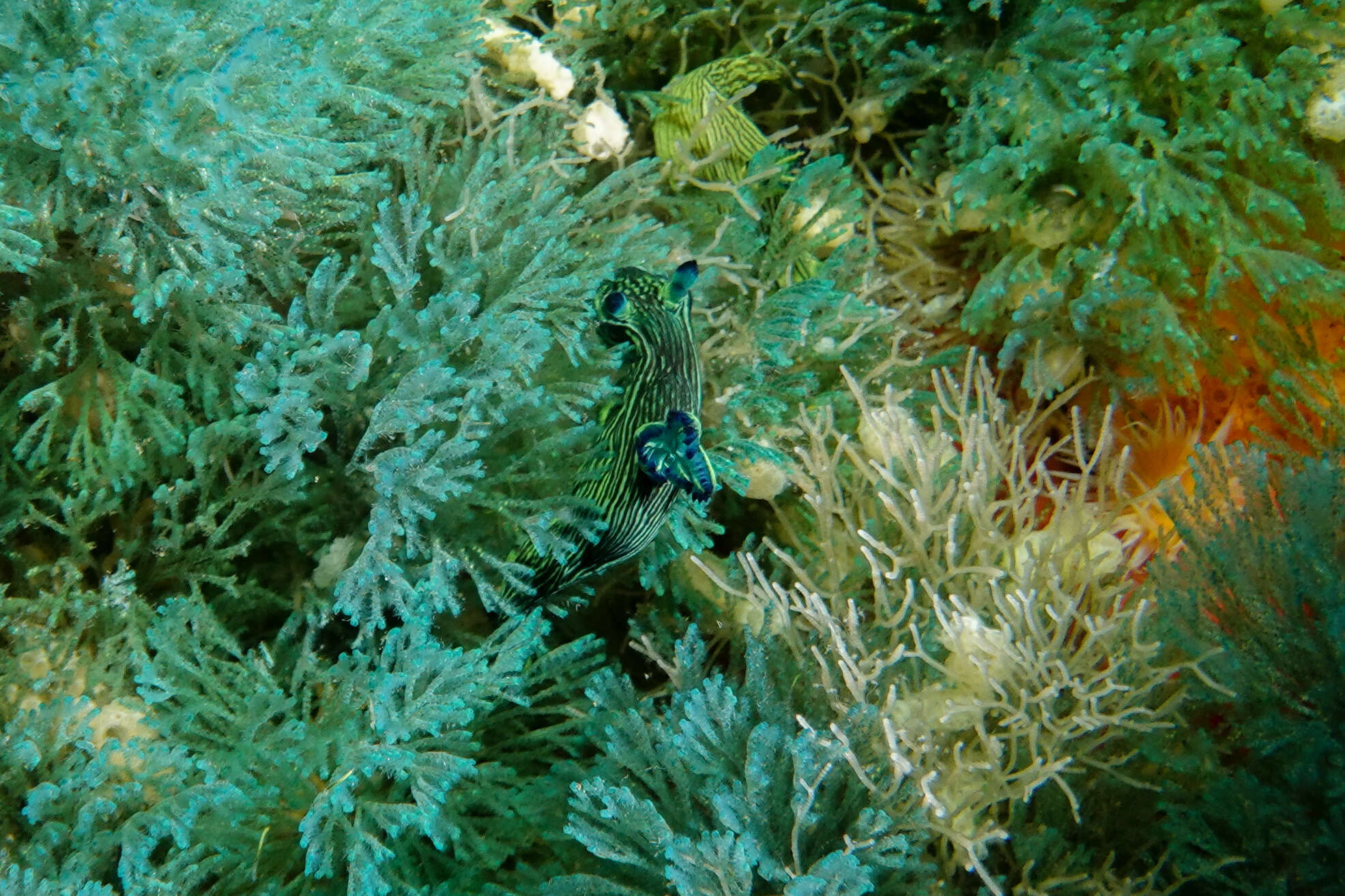 Image of Tambja tenuilineata M. C. Miller & Haagh 2005