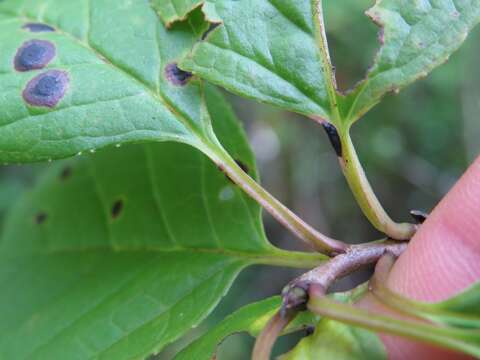 Imagem de Ilex collina Alexander