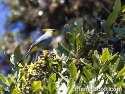 Image of Long-tailed Silky-flycatcher