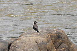 Image of Madagascan Pratincole