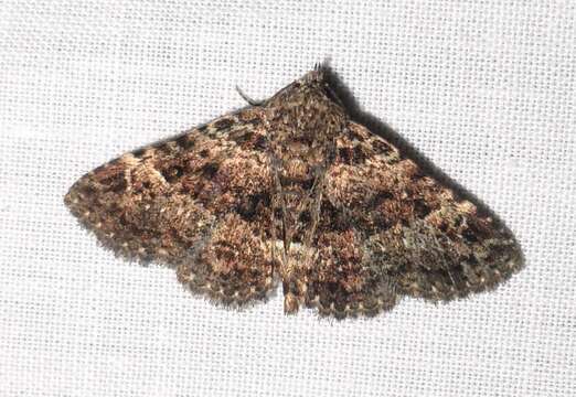 Image of Common Fungus Moth