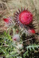 Cirsium ehrenbergii Sch. Bip.的圖片