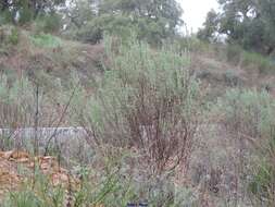 Image of Lavandula stoechas subsp. luisieri (Rozeira) Rozeira
