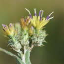 Image of Cousinia pseudomollis C. Winkl.