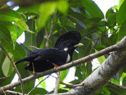 Image of Helmeted Myna