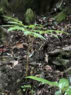 Image of Amorphophallus kiusianus (Makino) Makino