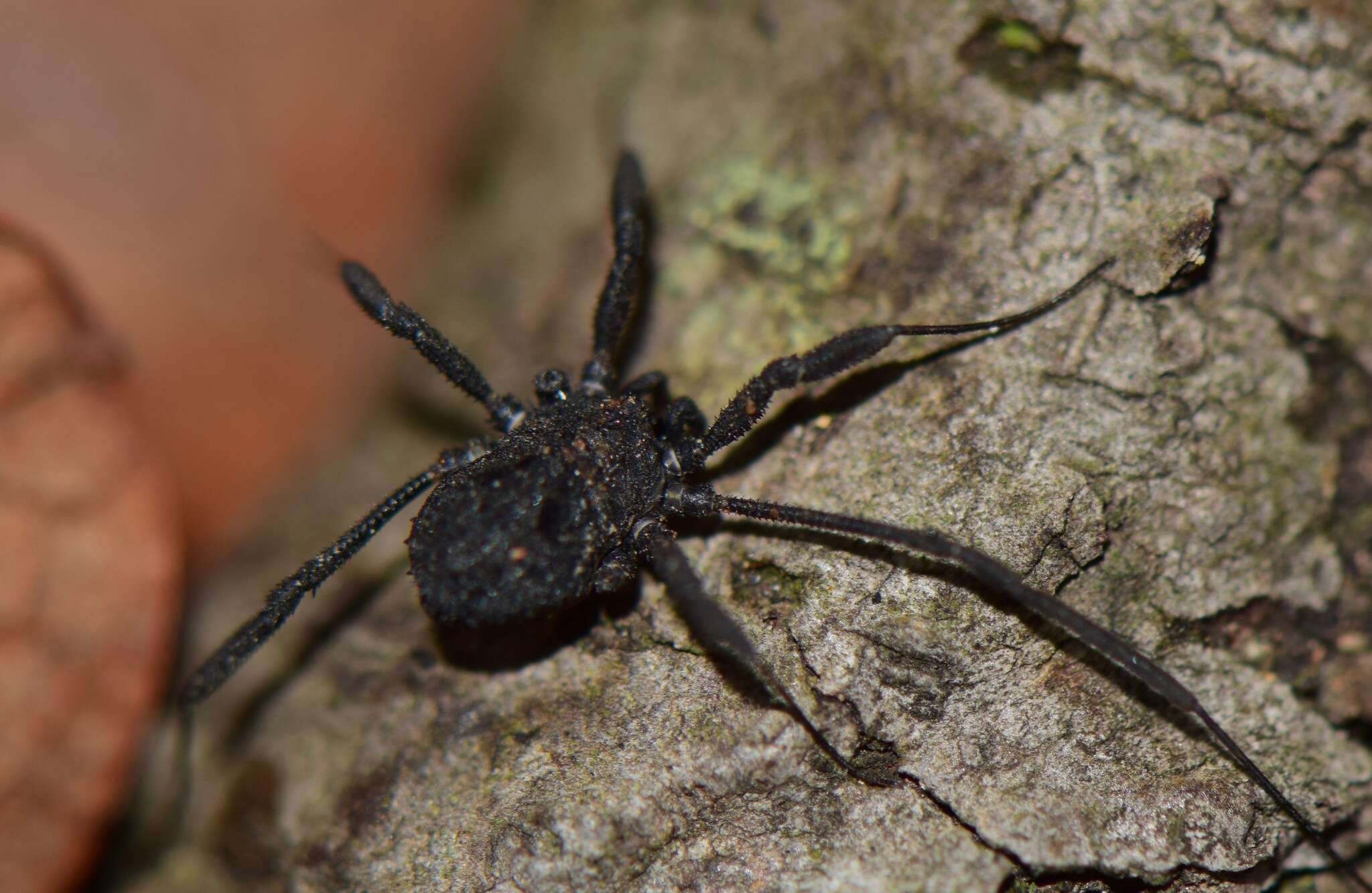 Image of <i>Metopilio hispidus</i>