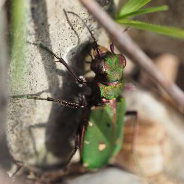 Image of Green tiger beetle