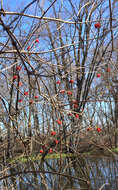 Image of Viburnum opulus var. opulus