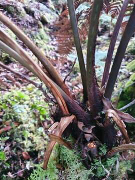 Image of Dicksonia lanata subsp. hispida (Colenso) Perrie & Brownsey