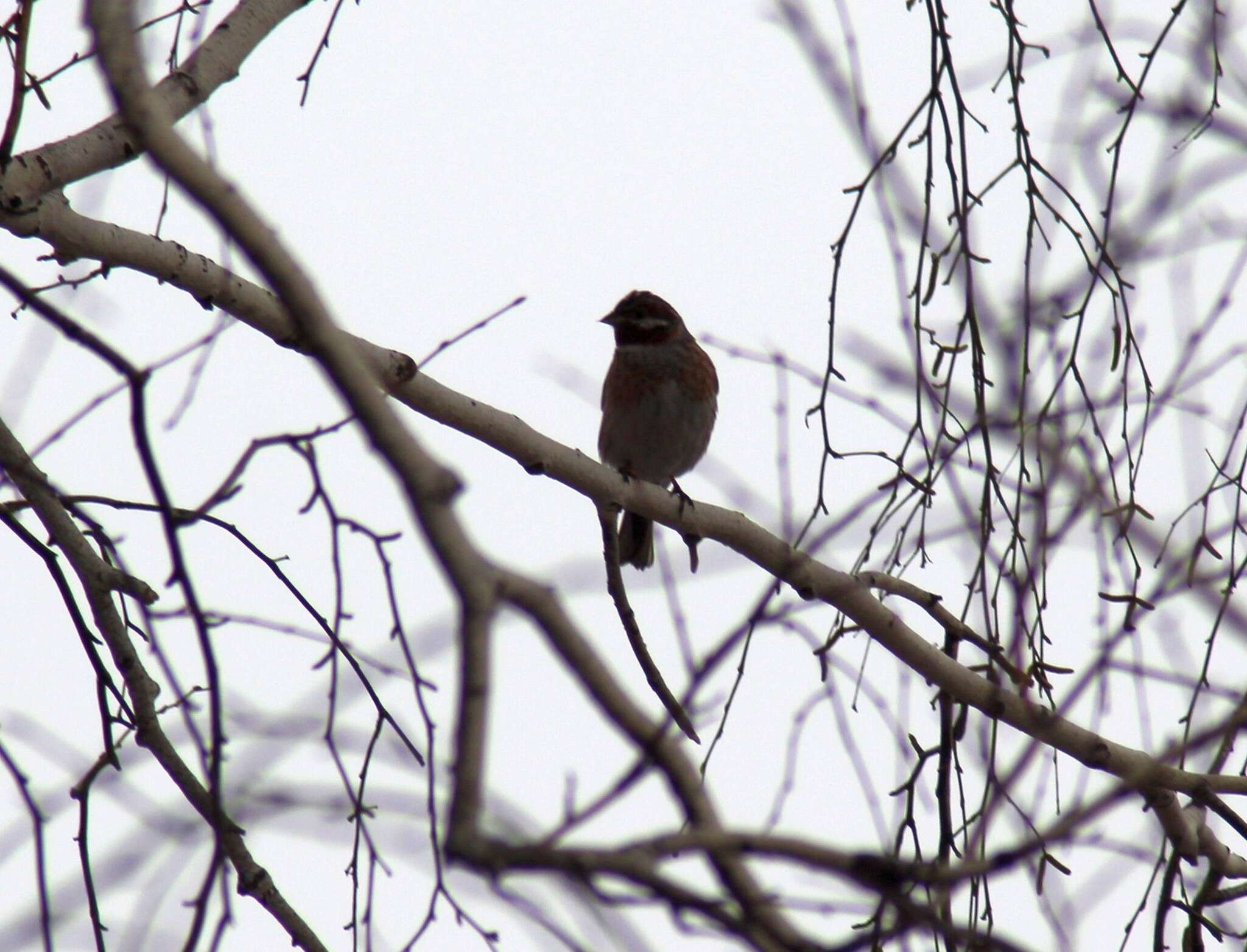 صورة Emberiza leucocephalos Gmelin & SG 1771