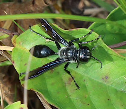 Image of Mud dauber