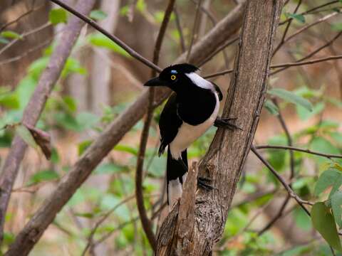 Image of White-naped Jay