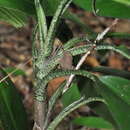 Image of Dieffenbachia obscurinervia Croat